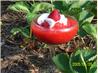 Rachael Ray's Fresh Strawberry Marg-alrightas Margaritas