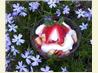 Strawberry Trifle Cake. Recipe by CarrolJ