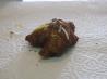 Fried Macaroni and Cheese