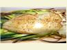 Ramps and Hake Grilled on a Cedar Plank