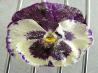 Candied Flowers