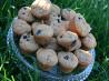 Vegan Blueberry Muffins
