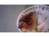 Rhubarb Cake With a Mix. Recipe by Dienia B.