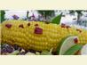 White Corn on the Cob Seasoned With Chipotle Peppers and Butter!