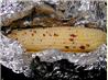 White Corn on the Cob Seasoned With Chipotle Peppers and Butter!