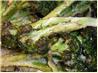 Grilled Parmesan Broccoli