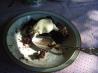 Another Dump Cake. Recipe by Dragonfly AZ