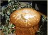 Angel Food Cake - Homemade