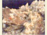 Beef Burgundy Casserole