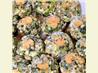 Stuffed Mushroom Caps