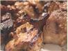 Teriyaki Marinade. Recipe by Tanzenlicht