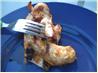 Asian Barbecue Chicken