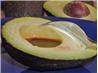 Fusion Avocado!