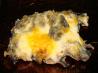 Fantastic Mushrooms Au Gratin