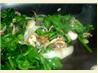 Spinach and Onion Stir Fry