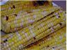 Caramel Corn on the Cob Seasoned With Chipotle Peppers !