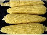 Uncle Bill's Corn on the Cob - Microwave