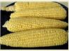 Uncle Bill's Corn on the Cob - Microwave