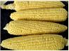 Uncle Bill's Corn on the Cob - Microwave. Recipe by William (Uncle Bill) Anatooskin