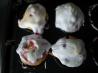 Red Currant Muffins. Recipe by Thorsten