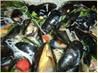 Spicy Black Bean Mussels