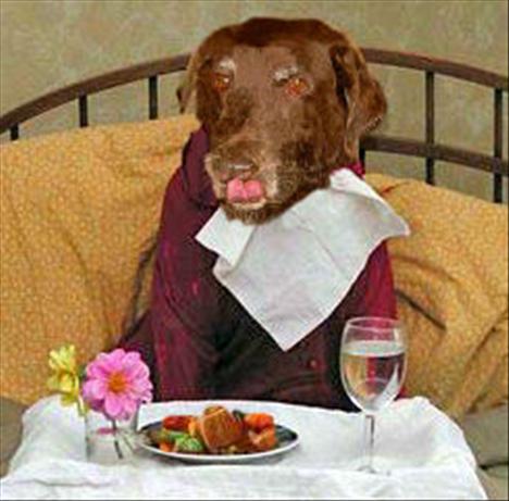 Droog’s Diabetic Dog Food With Vitamin Therapy. Photo by NcMysteryShopper