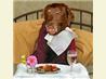 Droog’s Diabetic Dog Food With Vitamin Therapy. Recipe by NcMysteryShopper