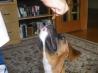 Dog Treats