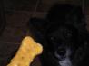 Dog Treats