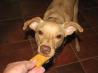 Dog Treats