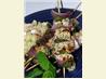 Grilled Chicken, Red Onion, and Mint Kebabs. Recipe by NcMysteryShopper