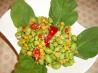 Asian-Style Edamame and Corn. Recipe by msliny