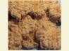 Macadamia Nut Crisps