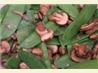 Snow Peas with Mushrooms. Recipe by Tebo