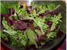 Mixed Green and Mandarin Orange Salad. Recipe by E.A.