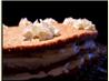 Austrian Walnut Torte With Coffee Whipped Cream