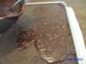 Texas Sheet Cake