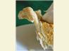 Homemade Pie Crust