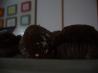 Chocolate and Nutella Surprise Muffins