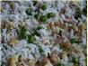 Authentic Chinese Fried Rice