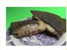 Redi-Burger Patty Melt. Recipe by Bluemaggs