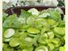 Romaine Lettuce Salad With Cilantro Dressing