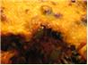Easy Kidney Bean  and Cheese Casserole