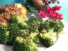 Sesame Broccoli, Really..it's Good!