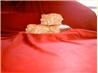 Heartland Blonde Brownies. Recipe by baking&biking