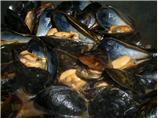 Mussels (Pipies) in Black Beans