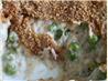 Australian Tuna Bake