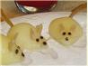 Mice " Kids & Adults Will Love!"