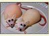 Mice " Kids & Adults Will Love!"
