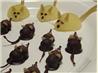 Mice " Kids & Adults Will Love!"